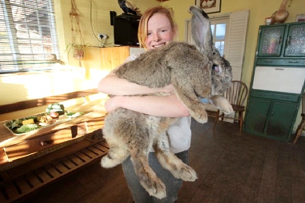 How big is the world's largest rabbit?