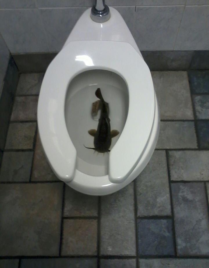 Flush the Fish Back to the Sea-15 Strangest Moments Ever Caught In Restrooms