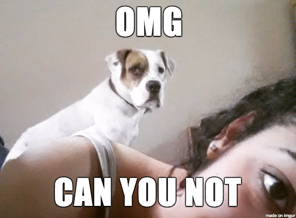 Their Reaction When You pet Another Dog-15 Images You Can Relate To If You Own A Dog
