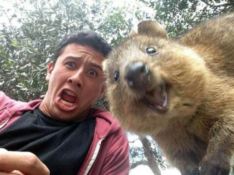 Quokka-15 Super Cool Animals That You May Find Only In Australia