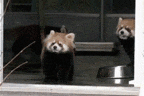 This Red Panda That Deserves An Oscar! -15 Images That Will Make You Laugh Hysterically