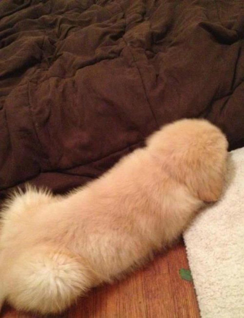 This Puppy-15 Normal Pictures That Prove You Have A Dirty Mind