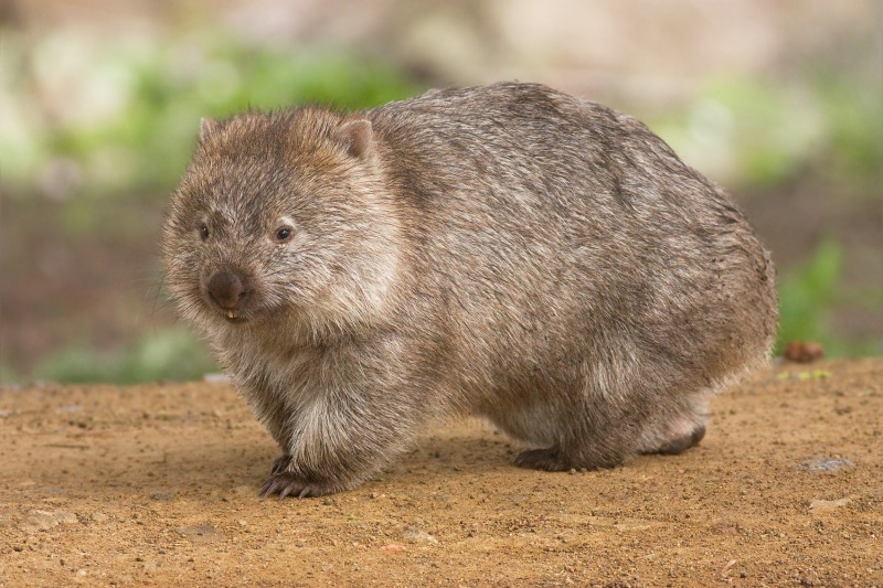 Wombat-15 Super Cool Animals That You May Find Only In Australia