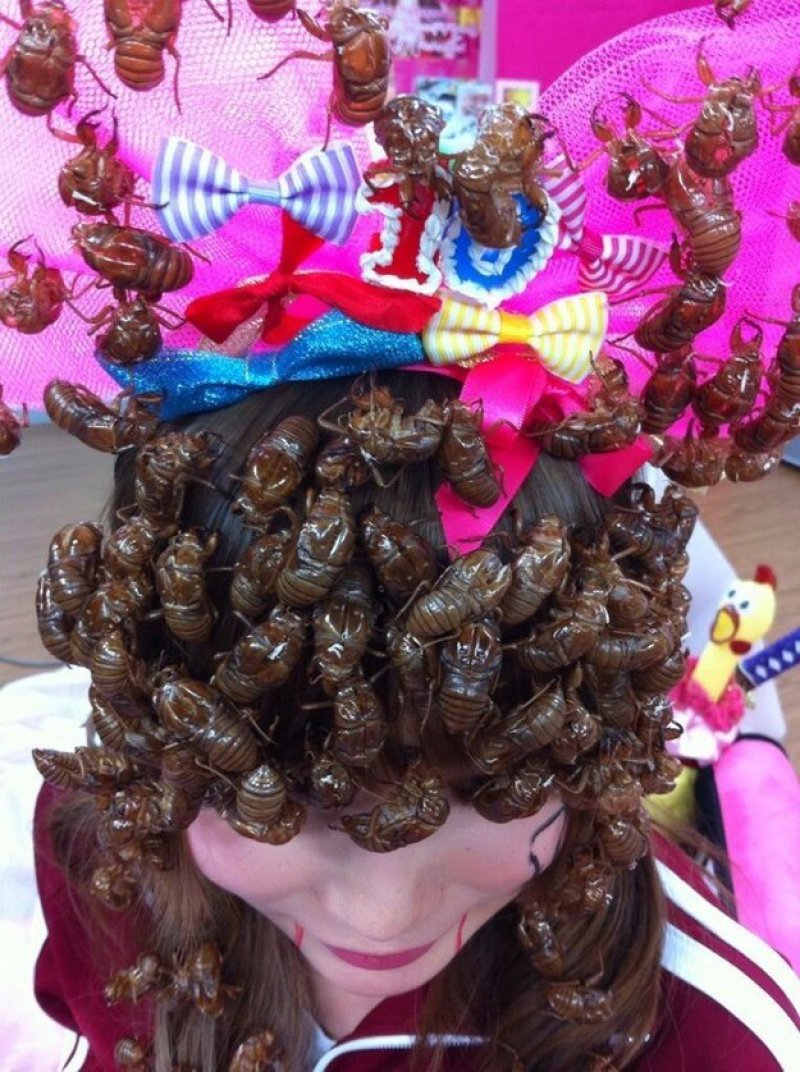 This Love towards Cicadas-15 Weird Things That Can Happen Only In Japan