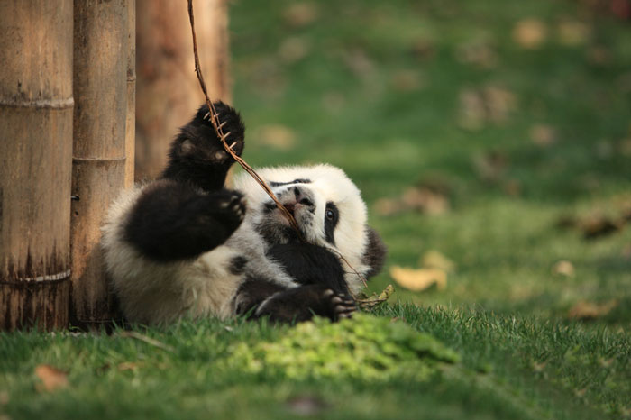 Some Times These Pandas Don’t Know What to Do with Their Lives-15 Images That Show, You Must Visit A Baby Panda Daycare Once