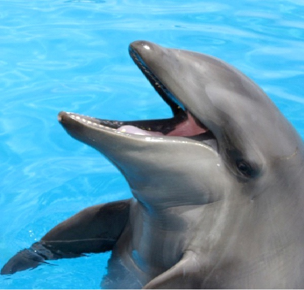 Wolphin-Coolest Hybrid Animals