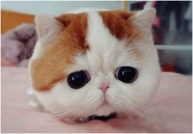 Snoopybabe the Cat-Adorable Sad Animal Pictures