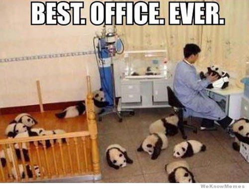 Panda Boss-Top 12 'best Job Ever' Memes