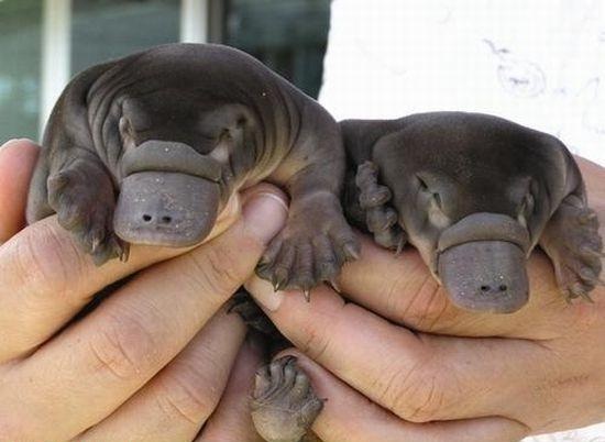 Platypus-Adorable Baby Animals