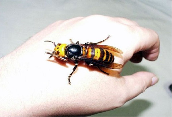 Japanese Giant Hornet-Real Giant Bugs