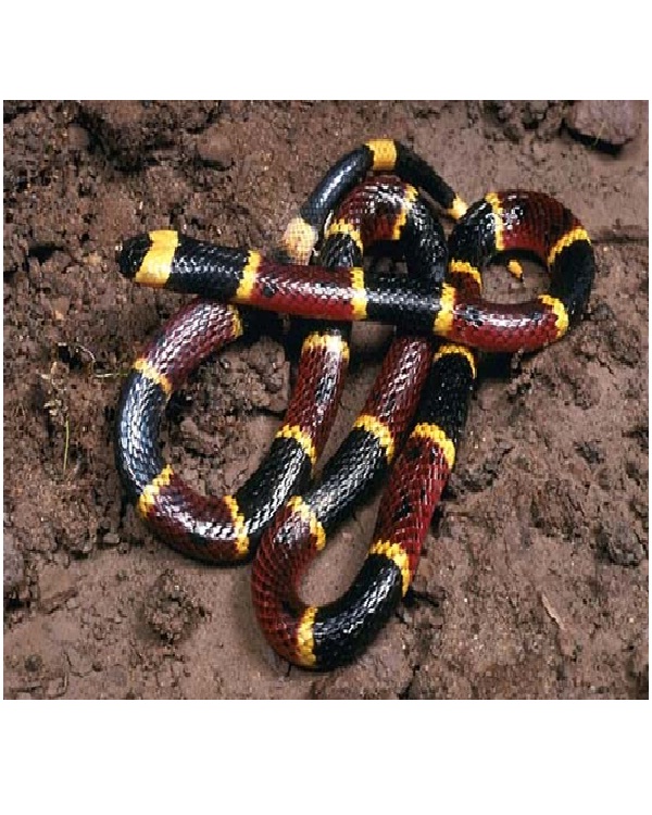 Coral Snakes-Most Dangerous Snakes In The World