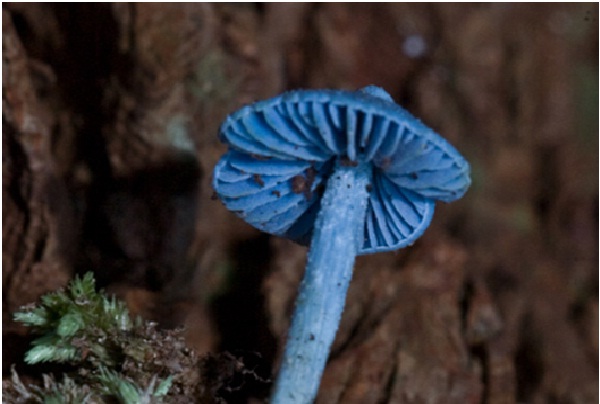 Blue Mushroom-Amazing Looking Mushrooms
