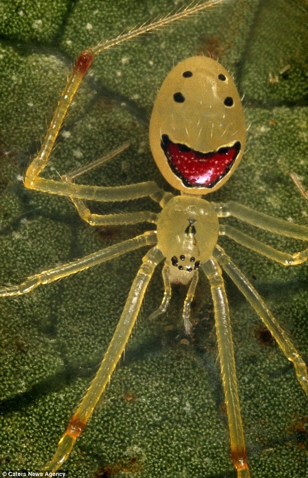 The "Happy face" Spider-Cutest Bugs Ever