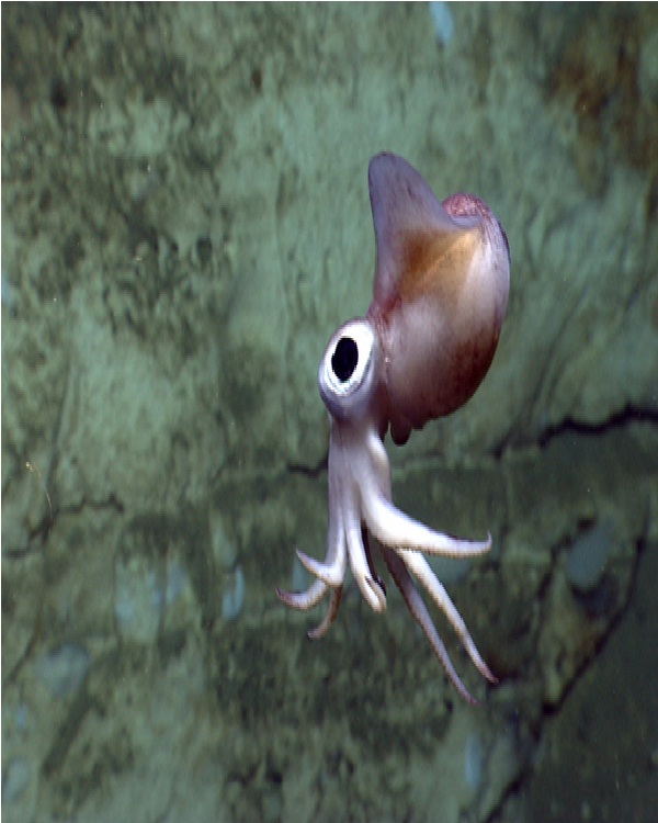Bobtail Squid-Cute Sea Creatures