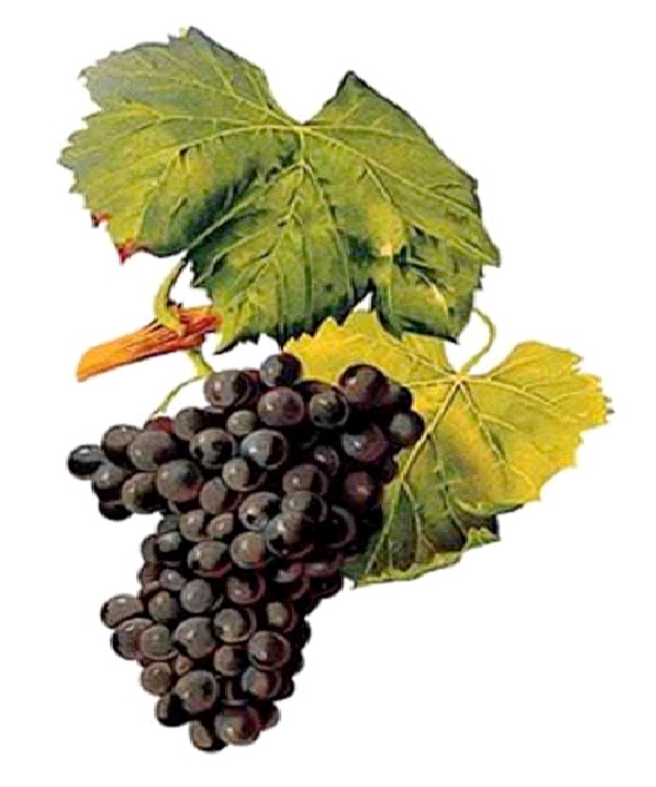 Grenache/Garnacha-Best Types Of Red Wine
