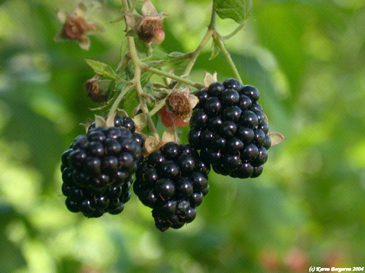 Blackberries-Best High Fiber Foods