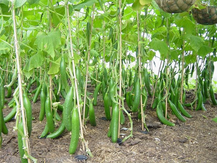 Cucumber-Some Favorite Fruits And Vegetables And How They Are Grown