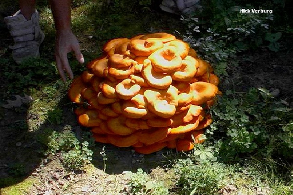 Jack-O-Lantern Mushroom-Amazing Bioluminescent Organisms