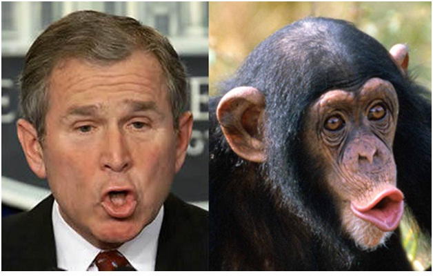 George W. Bush - Chimp-15 Celebrities Who Look Like Real Life Animals