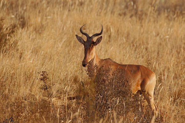 Bubal Hartebeest-Recently Extinct Animals