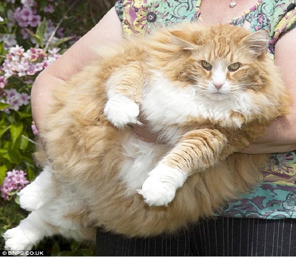 Ulric The Big Cat-World's Biggest Pets