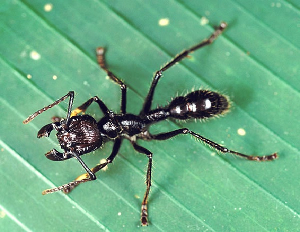 Bullet ants-Deadliest Insects