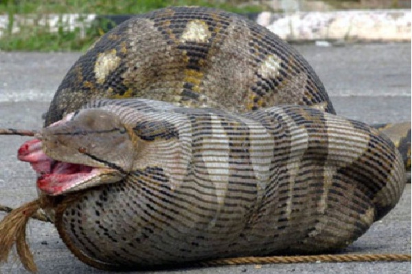 Python eater-Worst Hangover Stories
