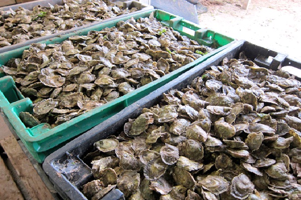 Oysters-Foods That Increase Sperm Count