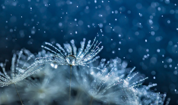Winter Underworld Forest-Amazing Water Droplet Photography By Miki Asai