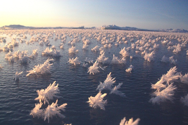 Frost Flowers-Ridiculously Cool Natural Phenomena