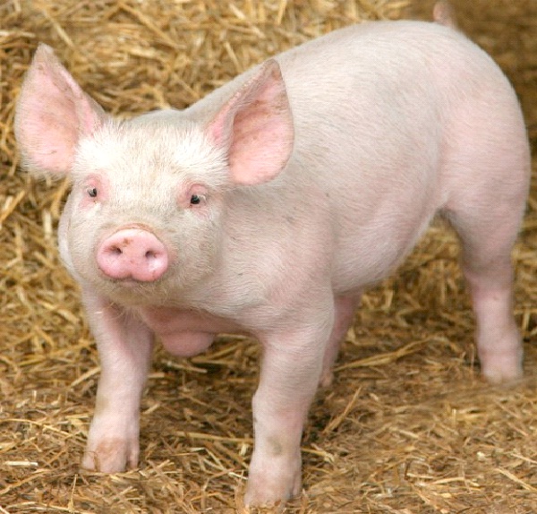 Pig-Most Intelligent Animals