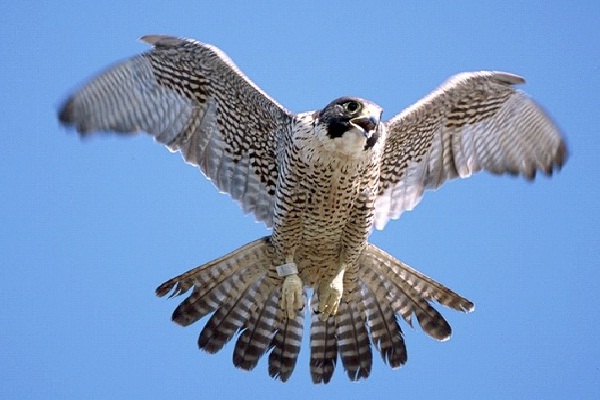 Peregrine Falcon-Most Aggressive Birds