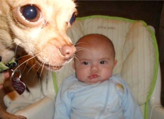 It's Not All About The Baby-Hilarious Animal Photo Bomb