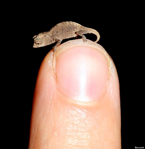 Paedophryne Amauensis Frog-World's Smallest Animals