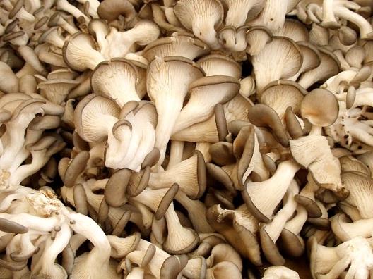 Mushrooms-Most Loved Burger Toppings