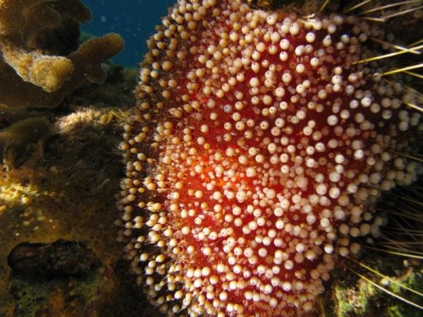 Fire sea urchin-Most Dangerous Ocean Animals