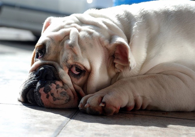 Sad about the wrinkles?-Cool Wrinkly Dogs