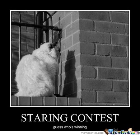 Cats are strange-Best "guess..." Memes