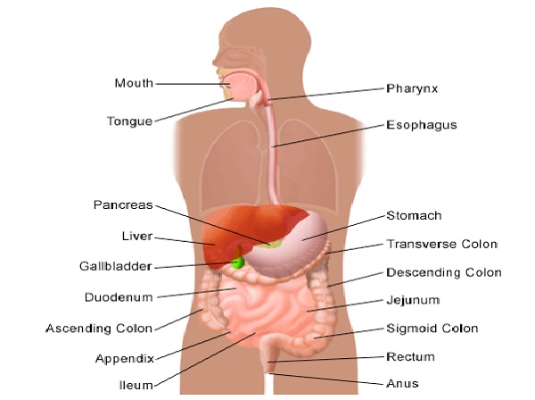 Appendicitis-Most Painful Diseases In The World