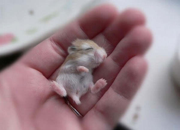 Hamster-Cutest Baby Animals