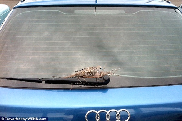 On A Windshield Wiper-Most Unusual Places For A Bird's Nest
