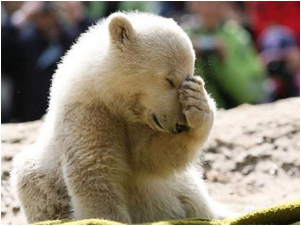 Fed-Up Polar Bear-Adorable Sad Animal Pictures