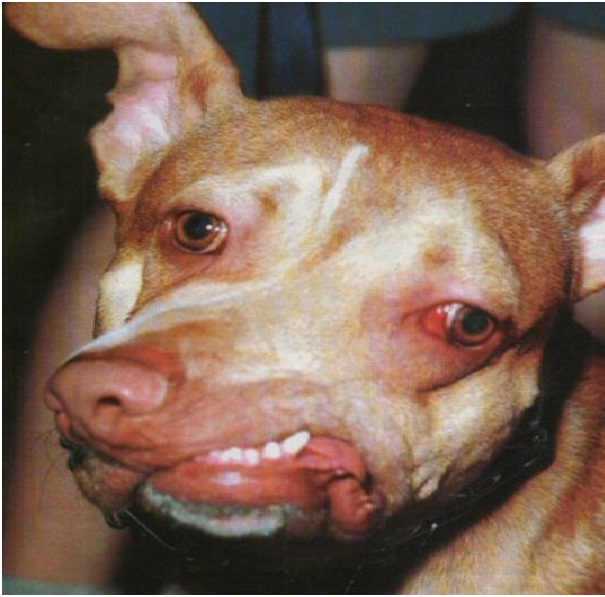 Deformed Dog-Scary Deformed Animals