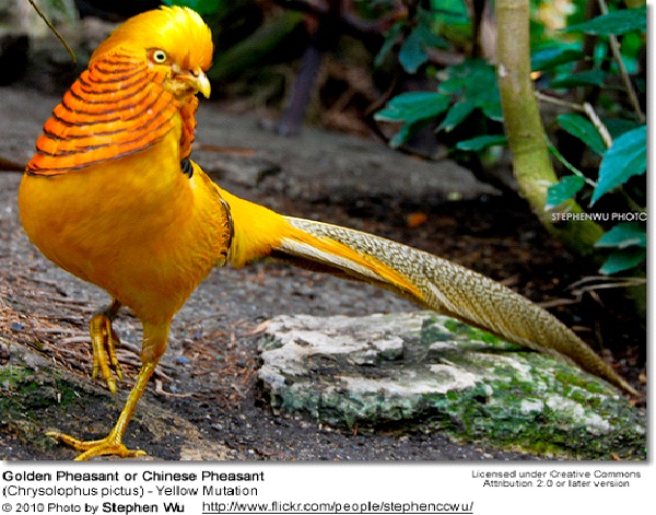 Golden Pheasant-Most Amazing Exotic Birds