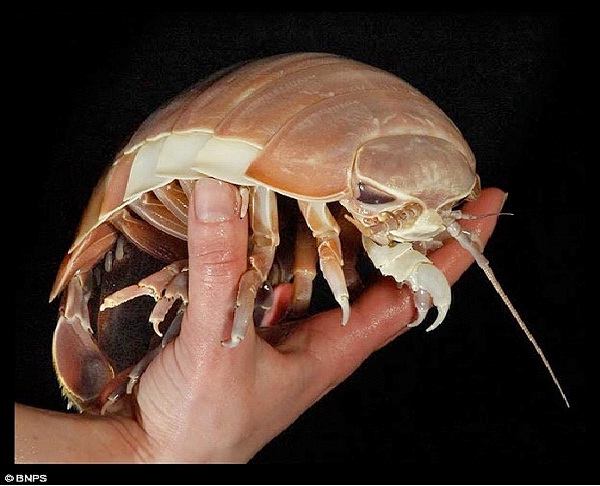 Giant Isopod-Ugliest Bugs