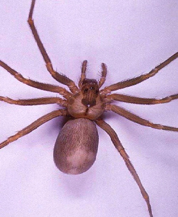Brown Recluse Spider-Dangerous Spiders In The World