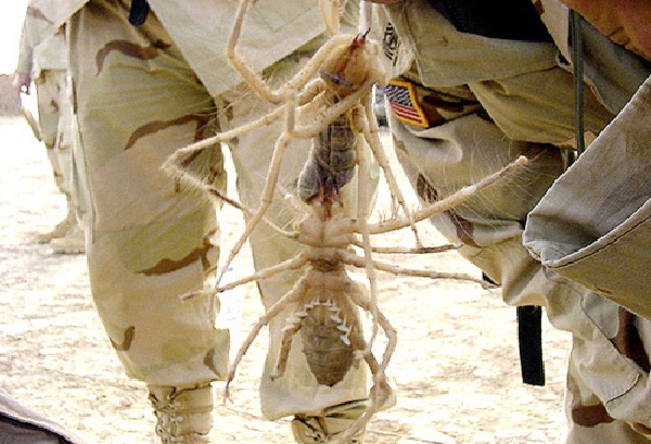 Giant Camel Spider-Real Giant Bugs