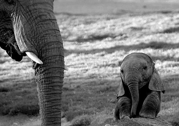 Elephants-Cutest Baby Animals