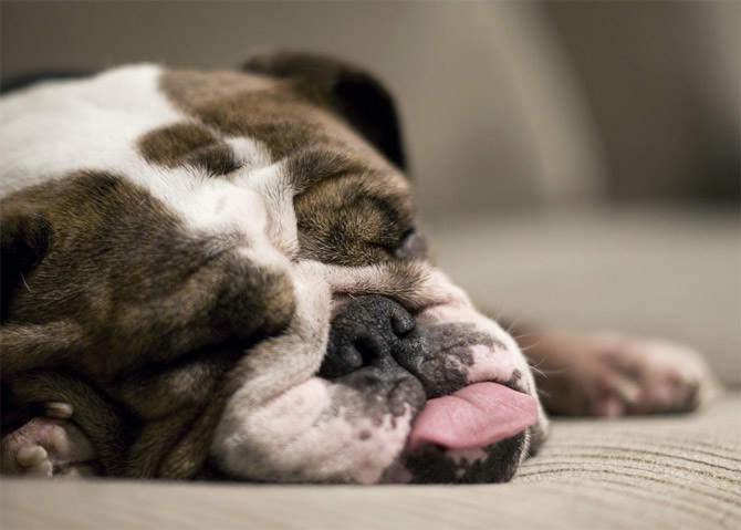 Sound asleep with your wrinkles-Cool Wrinkly Dogs