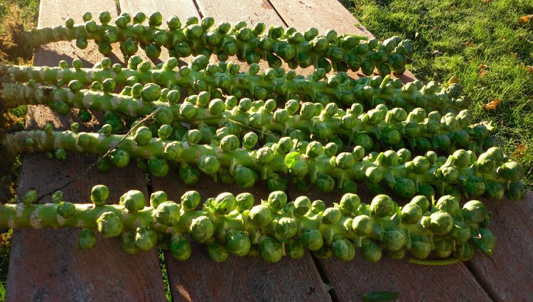 Brussel Sprouts-Some Favorite Fruits And Vegetables And How They Are Grown